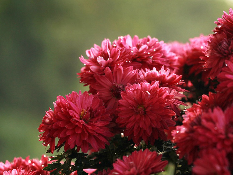 亡夫剥皮制地毯-谎诞的女性