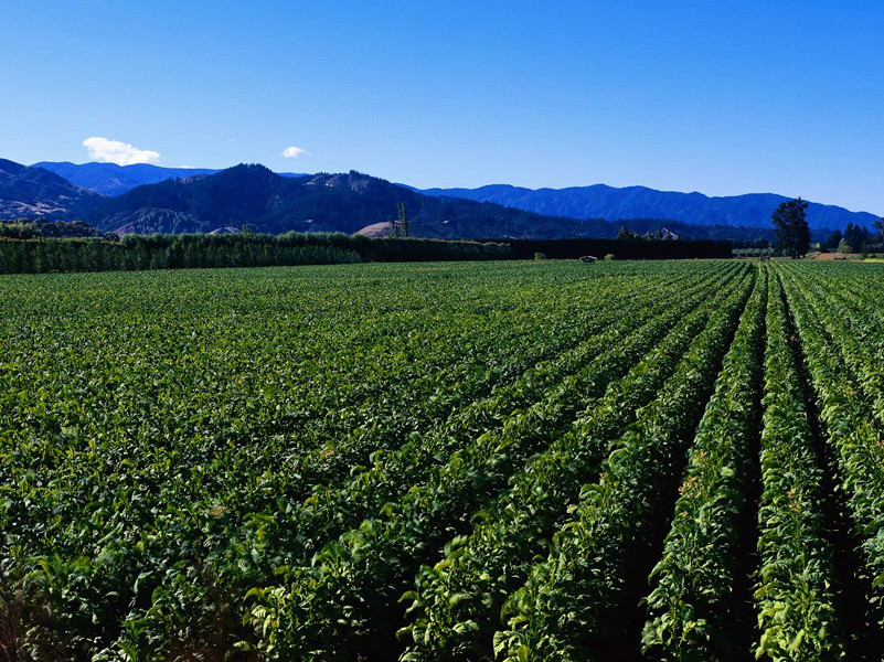 蛛网上的画家-谎诞的女性