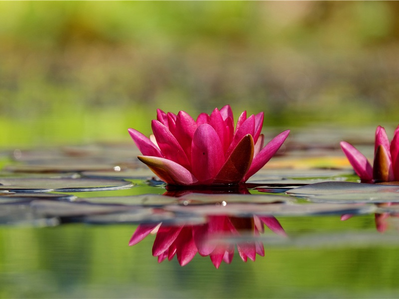 外国五美女传奇-谎诞的女性