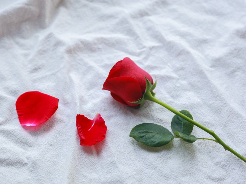 明星一牙值万金-谎诞的女性