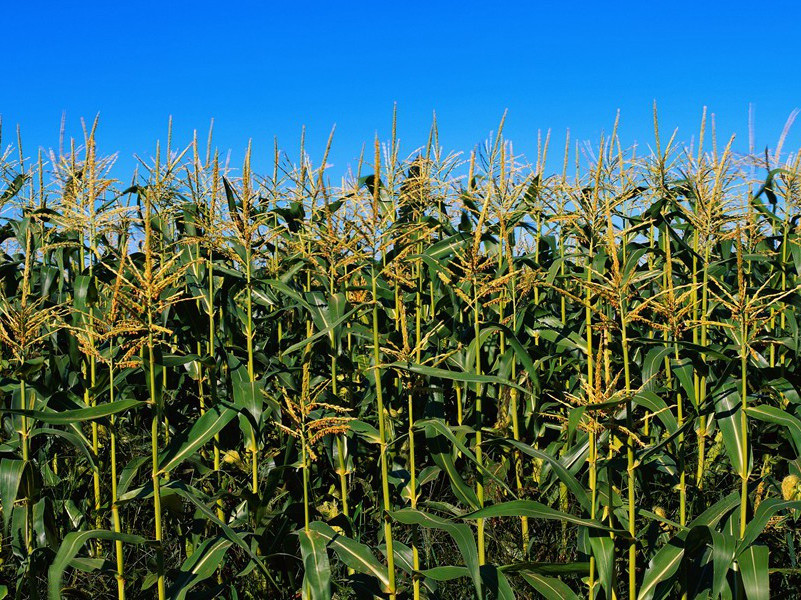 3颗心脏的人-奇特的男性