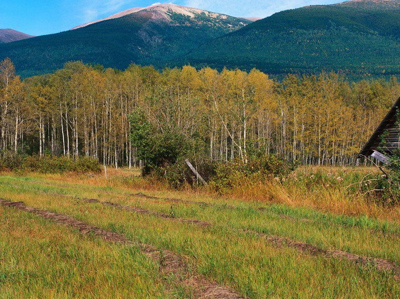 骂人艺术家-奇特的男性