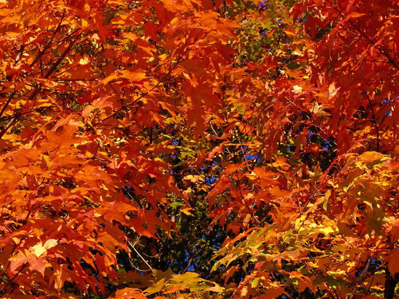 球星行善母女相认-奇特的男性