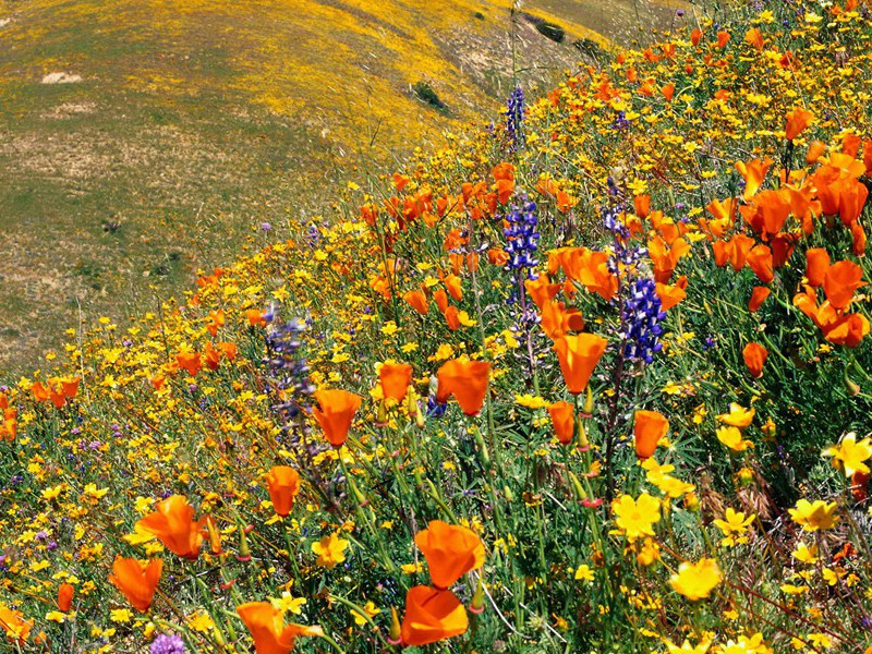 神话般的减肥纪录-奇特的男性