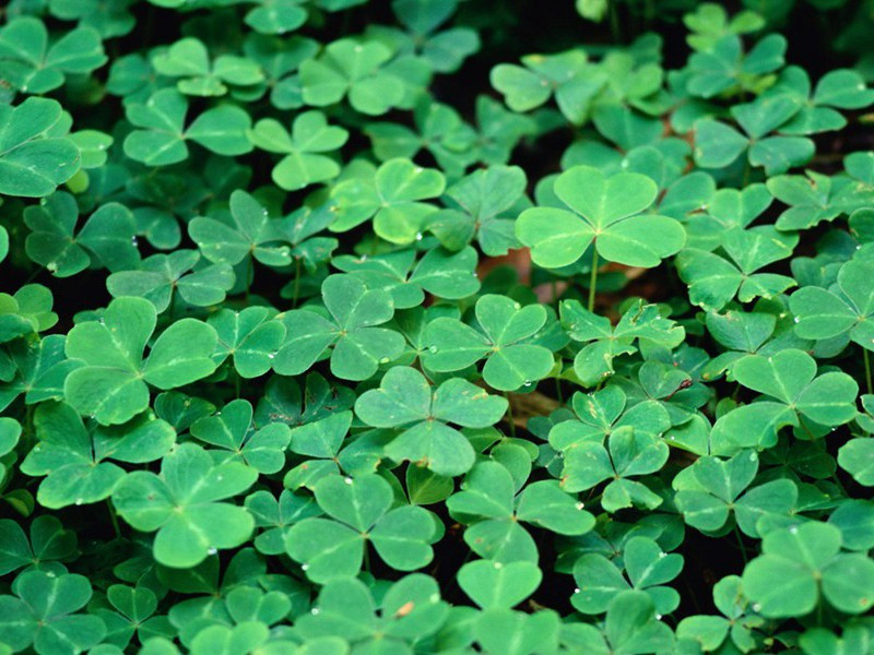 世界上的一人语言-奇特的男性