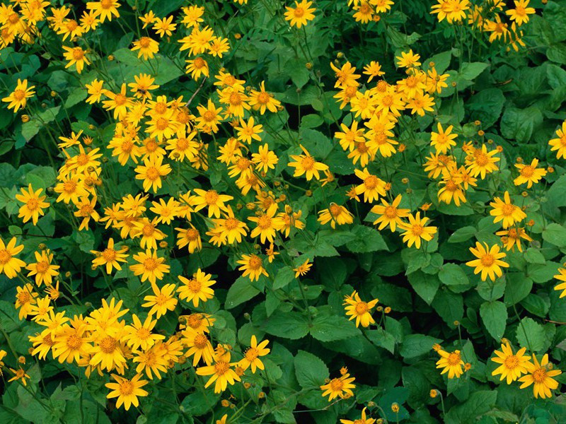 握手的最高纪录-奇特的男性