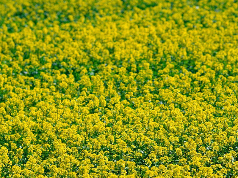 扒手国王-奇特的男性