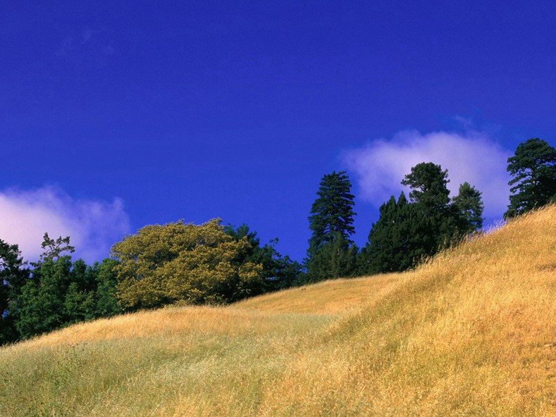 没有两手的画家-奇特的男性
