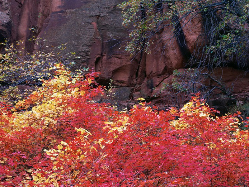 没有两手的书法家-奇特的男性
