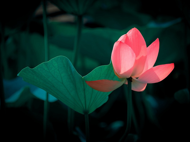 水下演奏第一人-奇特的男性