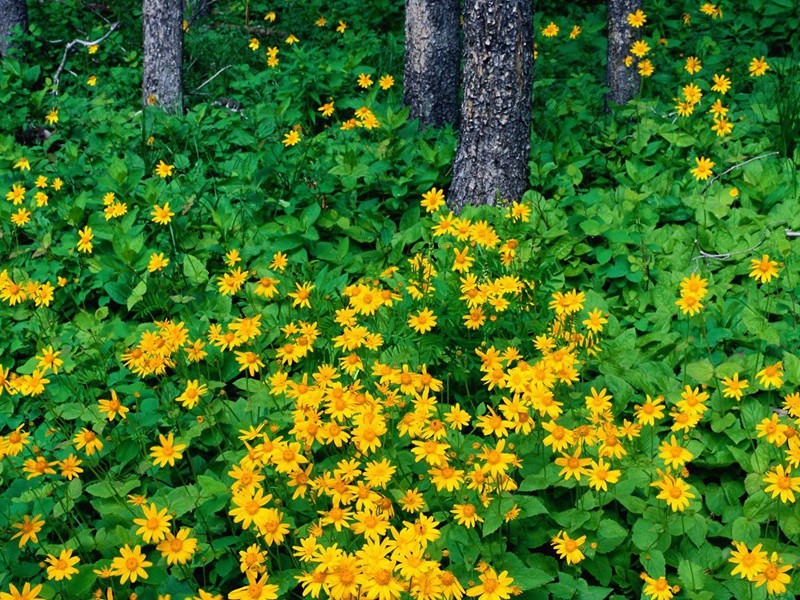 头顶能煎蛋-奇特的男性