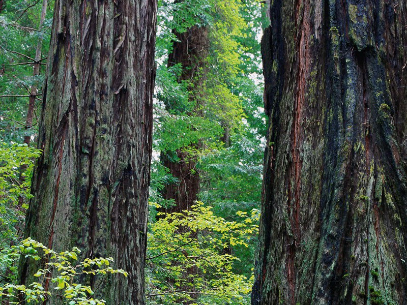 美国核奇人-奇特的男性