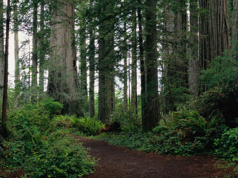 断腿后再长新腿-奇特的男性