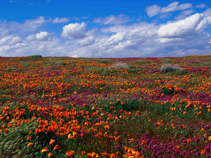 人工“火焰喷射器”-奇特的男性