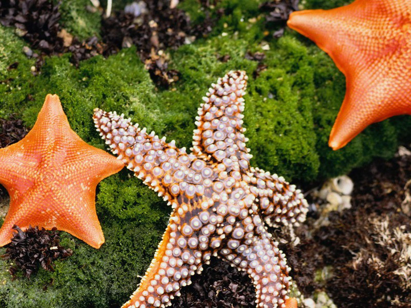 有特异功能的奇人-奇特的男性