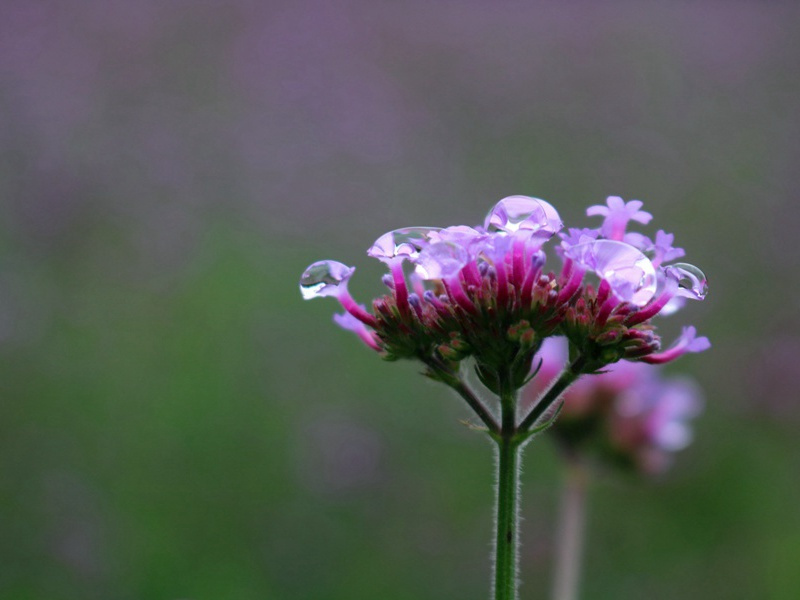 拉牛尾巴赛跑-趣味运动兑技