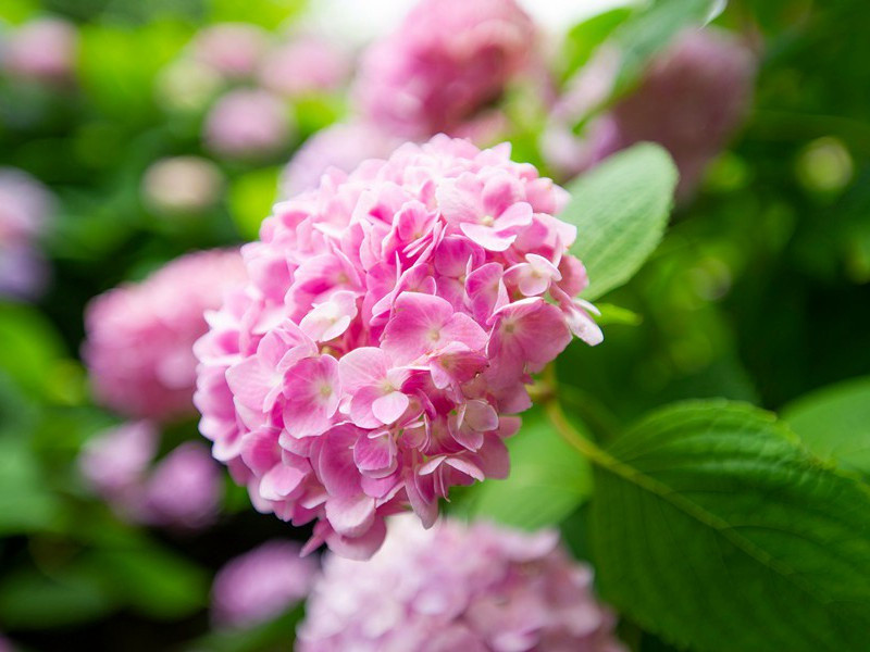 涂油摔跤赛-趣味运动兑技