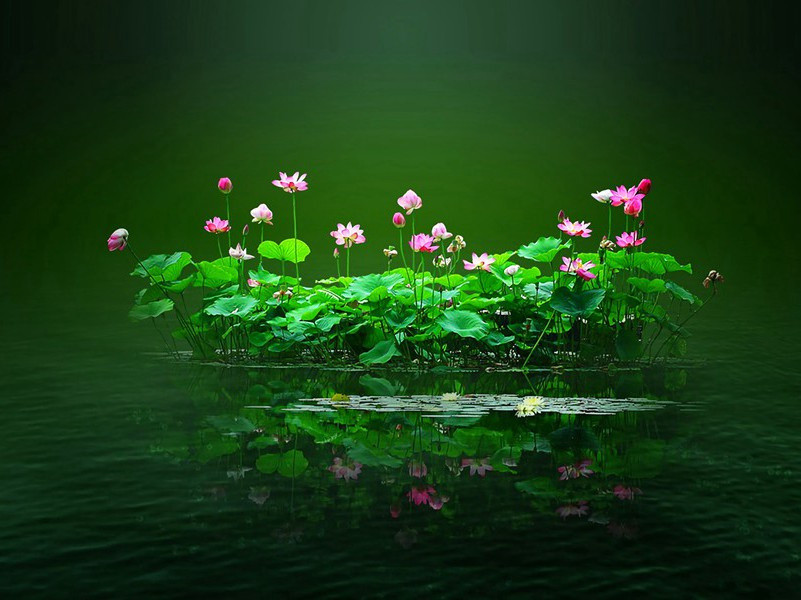 其人其狗比赛-趣味运动兑技