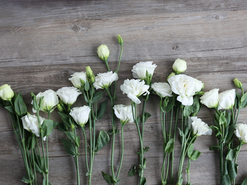 布匹上的菜园-趣味运动兑技