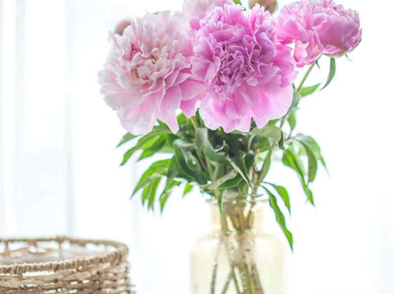 传说中的“特罗巴”人-史前文明之谜