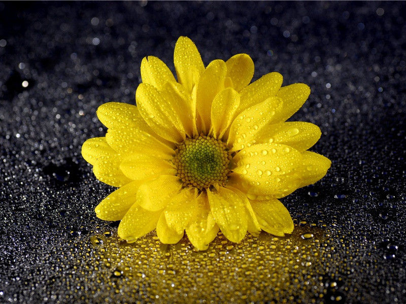 人类会灭绝吗-人类起源探秘