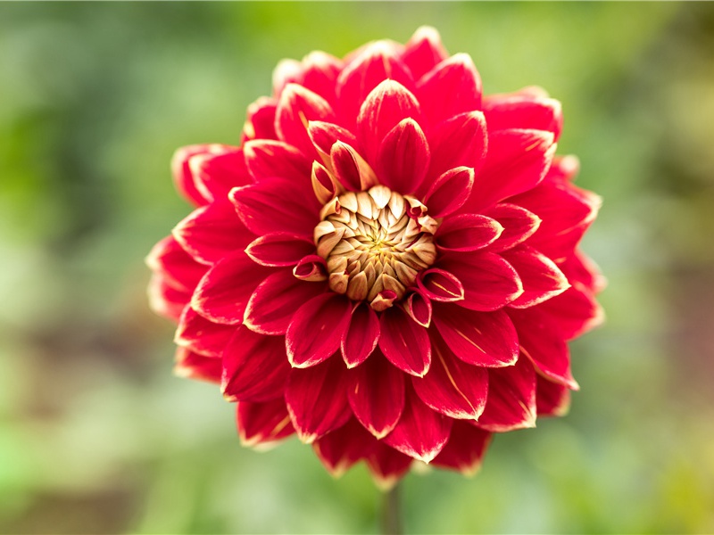 人类无性繁殖之谜-人类起源探秘