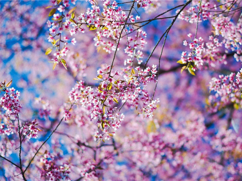 字宙的生死之谜-人类起源探秘