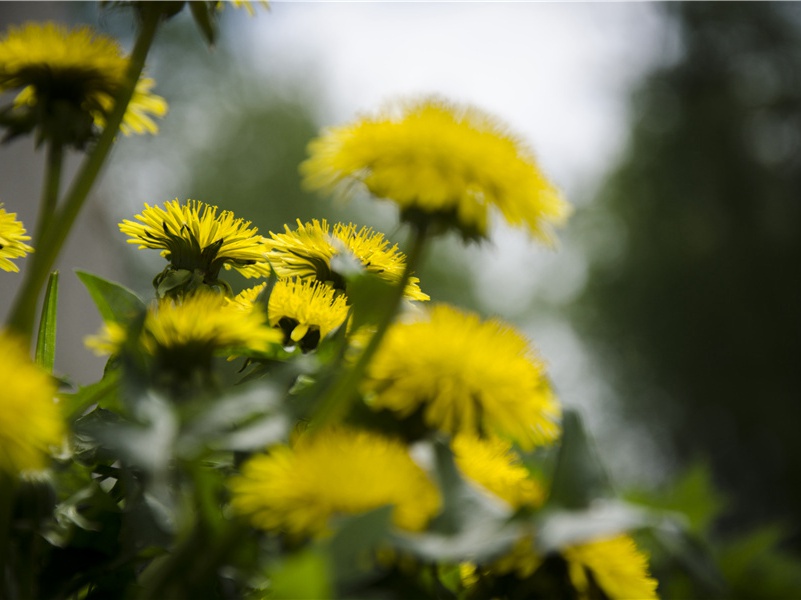 古人描述的炎帝形象与UFO相似-中华民族起源之谜