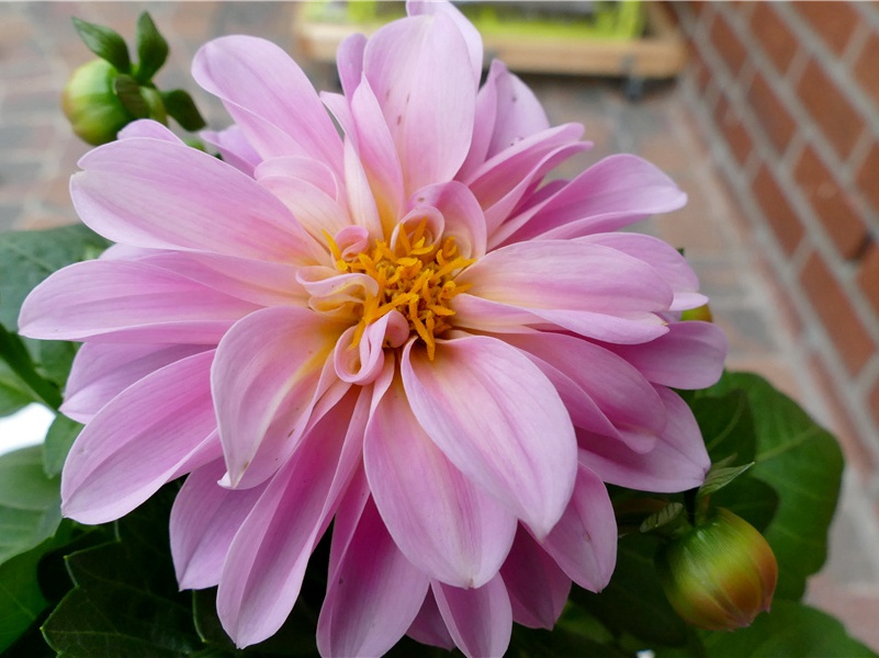 他们真的是来自太阳的神吗-中华民族起源之谜