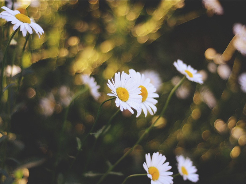 寻找特殊的生命机制-海洋深处的“超级生命”之谜