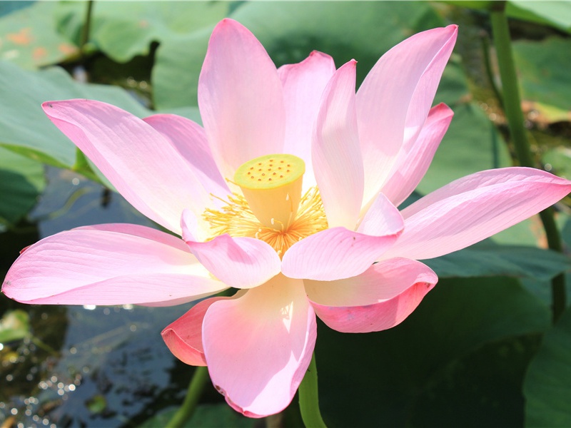 秦岭山区的寻觅——陕西蓝田猿人-中国古文化