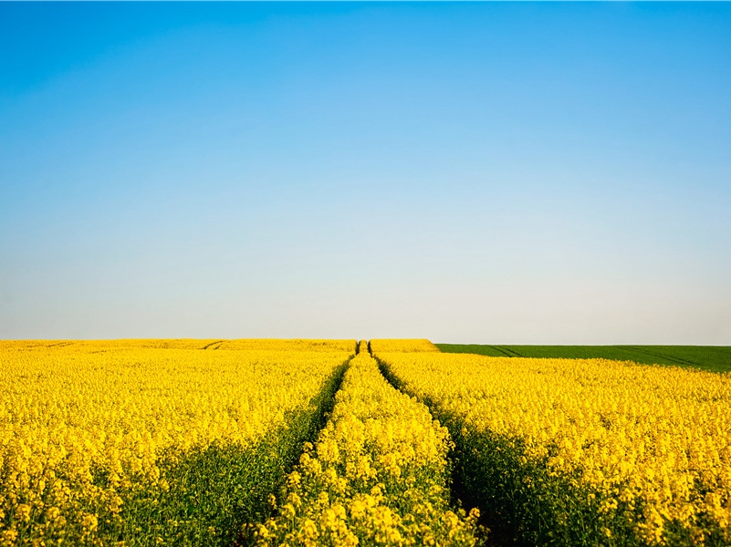 龟灵崇拜与卜筮——原始的宗教信仰-中国古文化