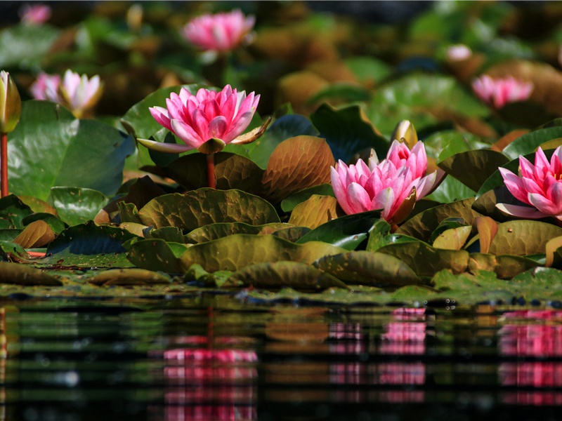 古老的稻作居民遗址——彭头山-中国古文化