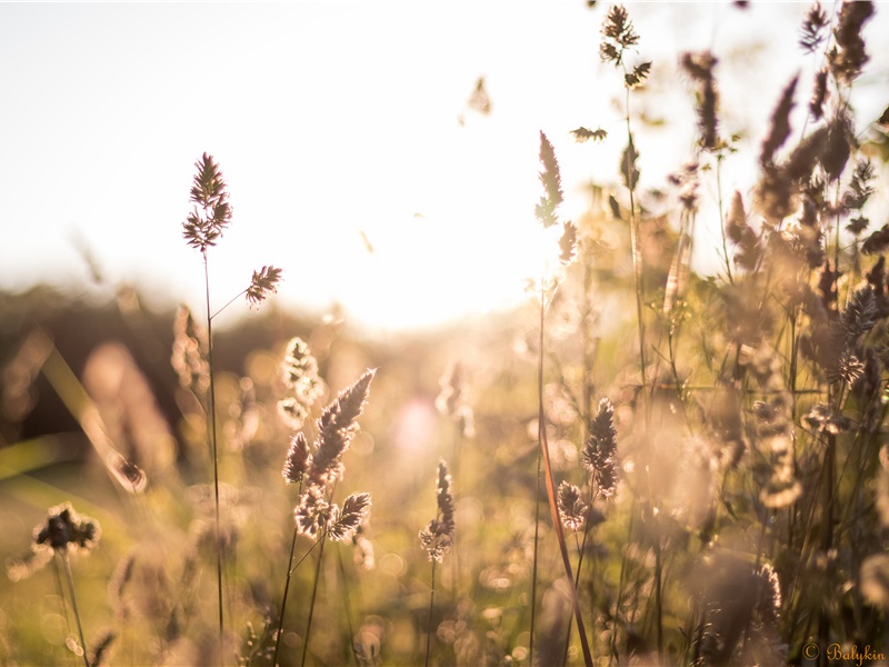 宋人家族墓葬——禹县白沙宋墓-中国古文化