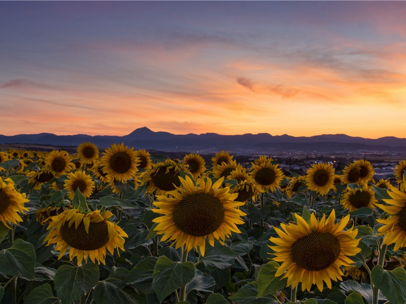 三星堆遗址东城墙的发掘情况-中国古文化