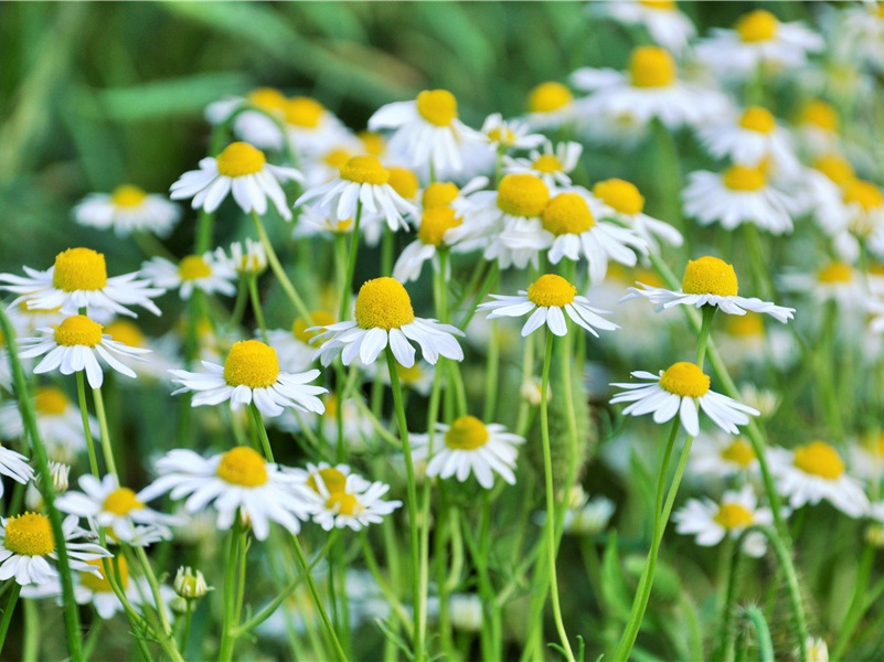 马王堆汉墓发掘纪实-神奇的马王堆汉墓-中国古文化