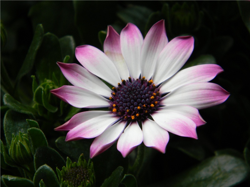 西汉古尸解剖轶事-神奇的马王堆汉墓-中国古文化