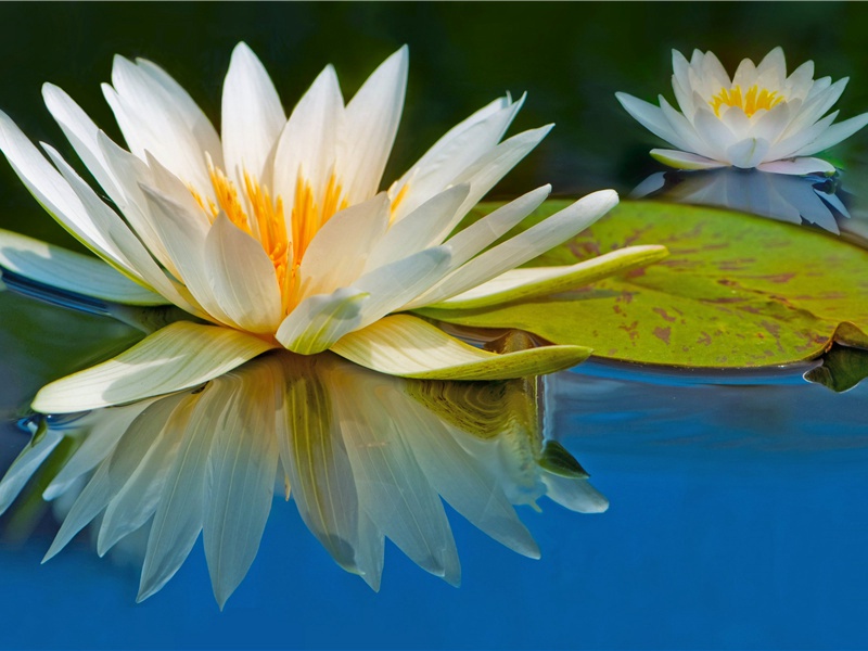 人类的起源假说-人类起源探索