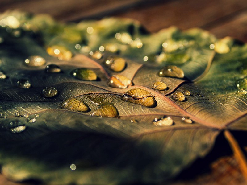 象群墓场之谜-灵魂世界探讨