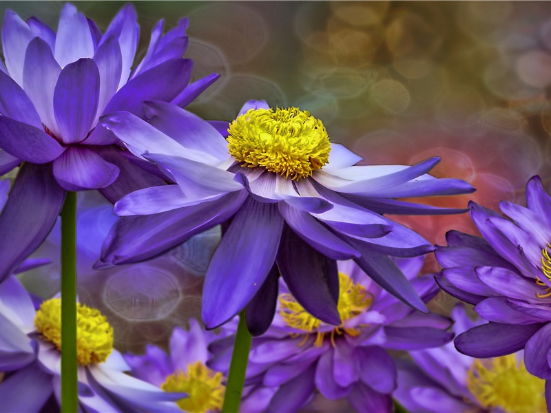 赤道死之谜-灵魂世界探讨