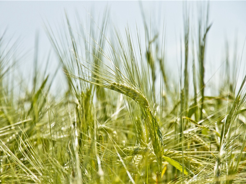 大脑智慧之谜-人体自然探秘