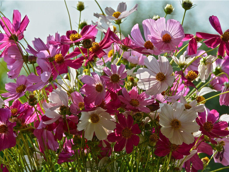 神奇移植术-人体自然探秘