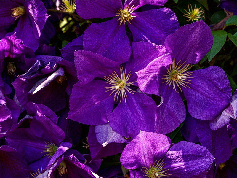 江浙野人的踪迹-各地野人的踪迹-有关野人探秘