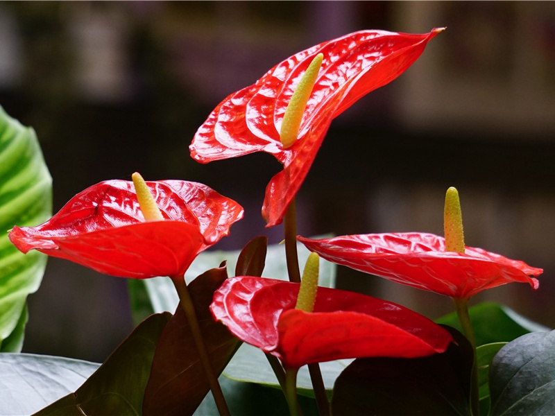 贵州野人的踪迹-各地野人的踪迹-有关野人探秘