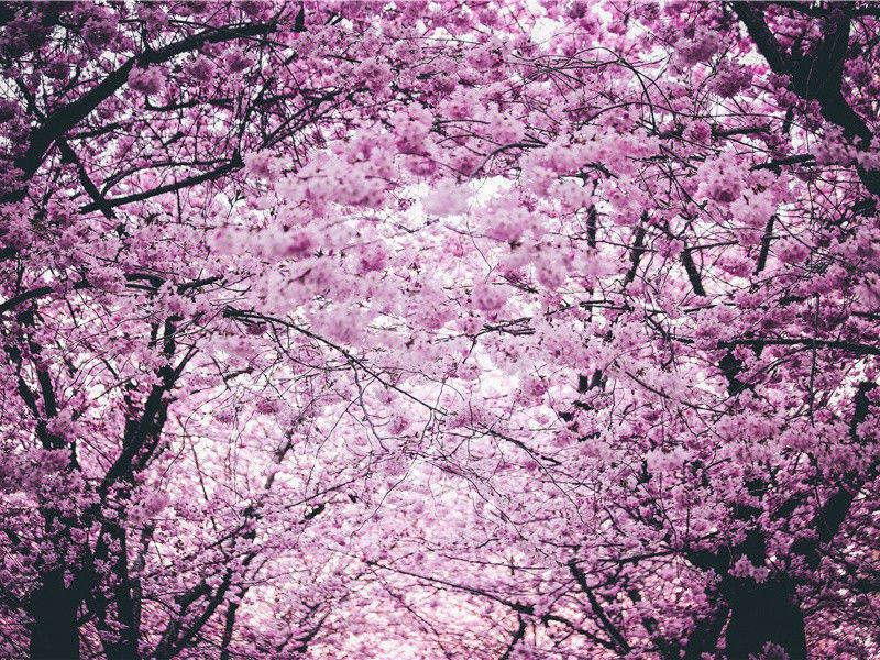 西藏野人的踪迹-各地野人的踪迹-有关野人探秘