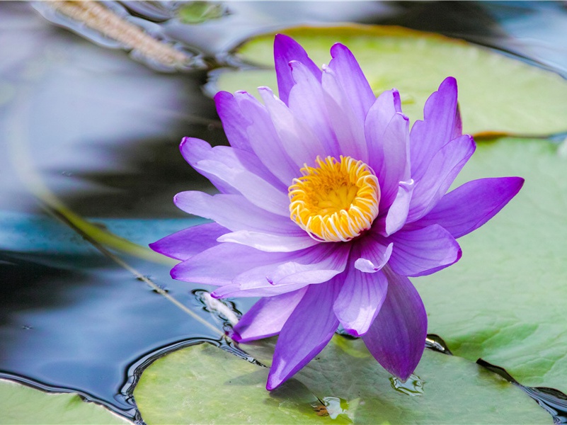 斯马塔尼亚岛野人大战-各地野人的踪迹-有关野人探秘