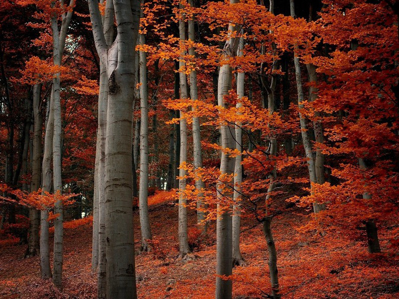 目击野人-看见野人的人-有关野人探秘