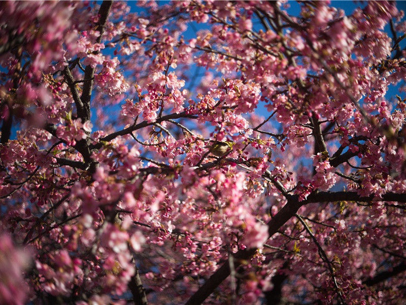 教授被野人撕碎-看见野人的人-有关野人探秘