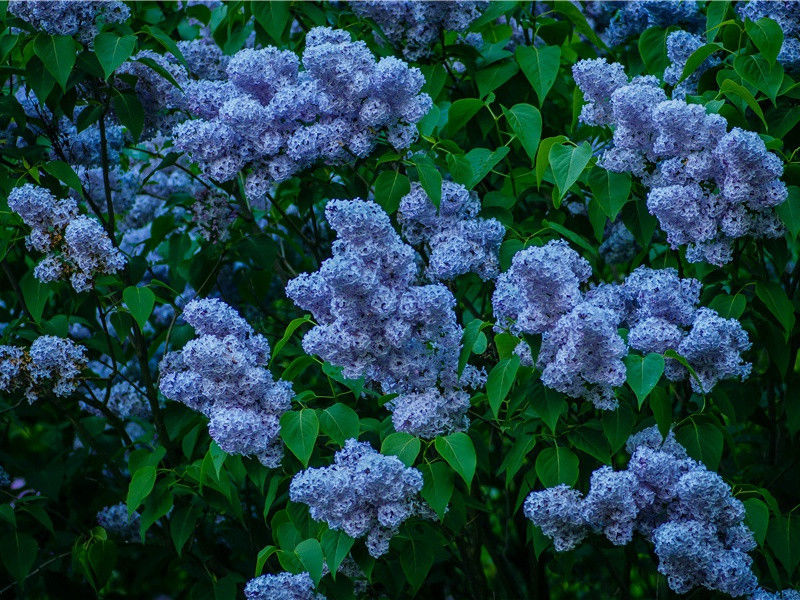 野公追人-看见野人的人-有关野人探秘