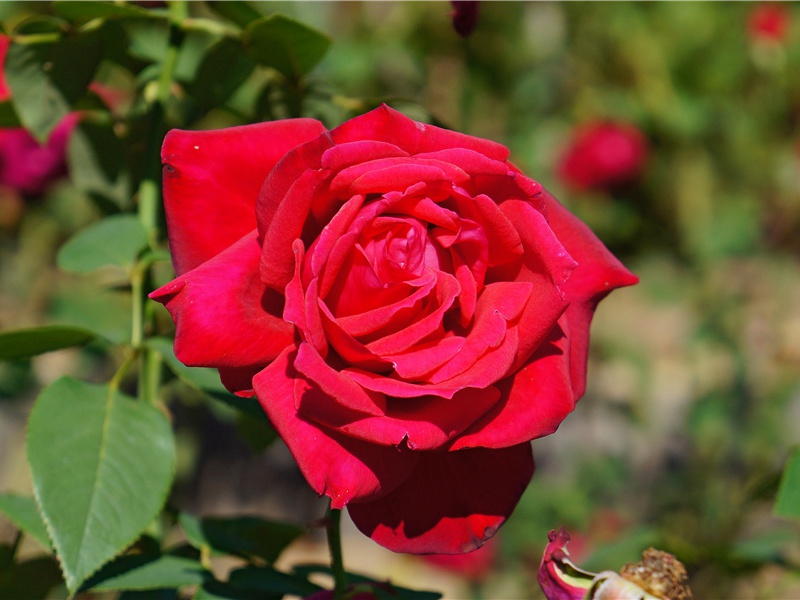 与野人相搏-看见野人的人-有关野人探秘